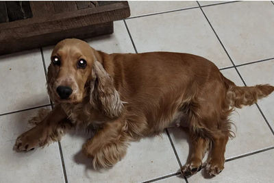 Daisy