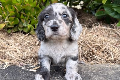 Otis