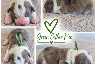 Green - Boy 5