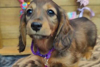 Girl 2 Lola