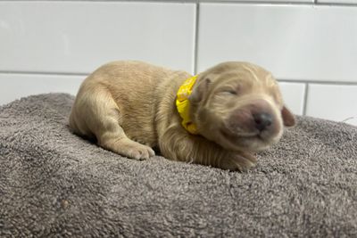 Yellow girl 