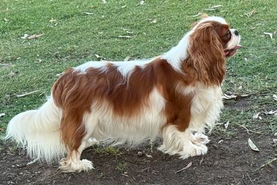 Charlie