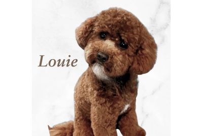 Louie