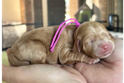 Pink collar girl