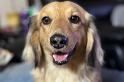 Archie