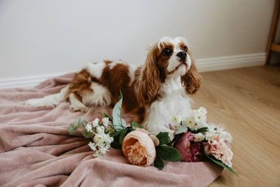 Daphne 