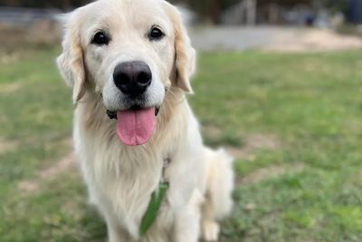 Reuben