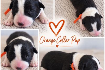 Orange - Girl 3