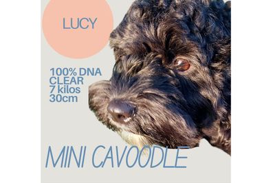 Lucy