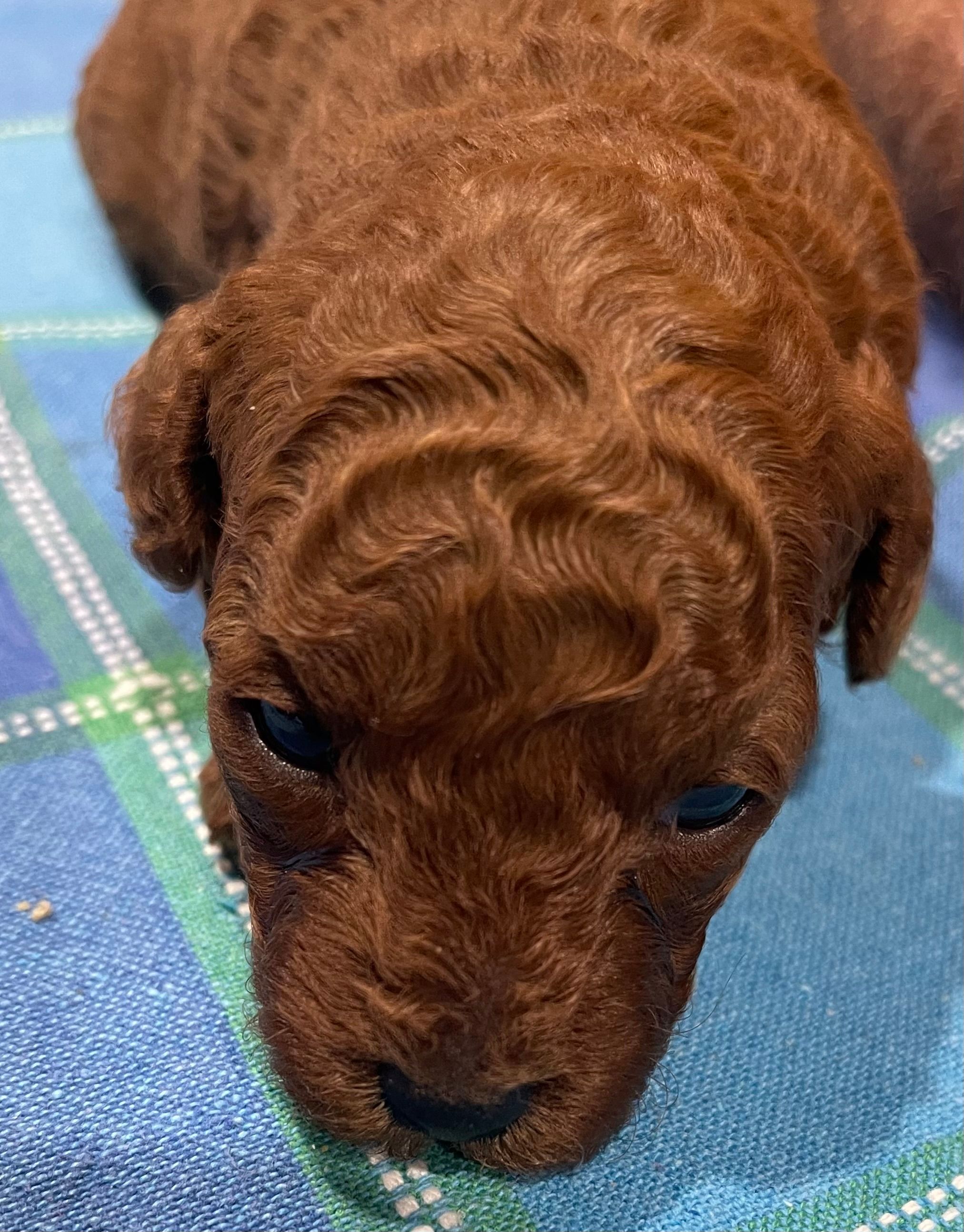 Poodle Toy Puppies Available From