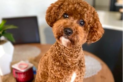 Louie