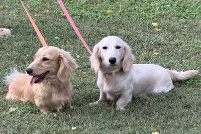Gus