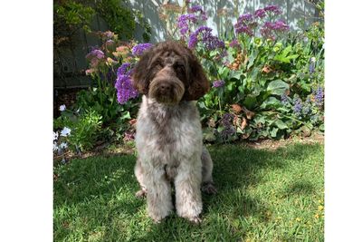 A Doodle Affair Vera