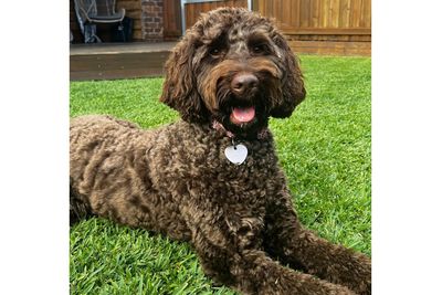 Labracadabra Destinys Dreamin' (Lulu)