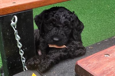 Mr Grey - small/medium -$3500