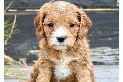 Tiko 