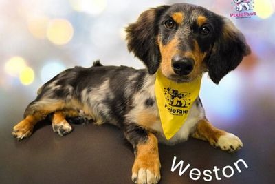 Weston