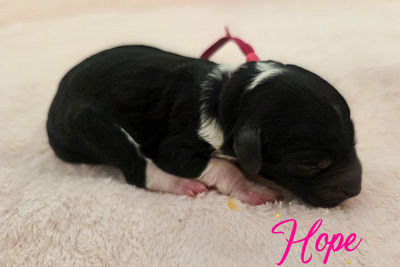 Hope