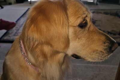 Stella 