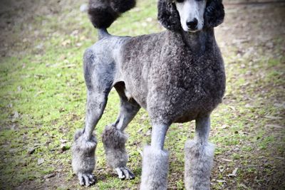 Rigel