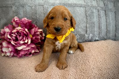 Yellow Girl 💛