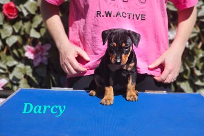 Darcy - dark blue collar