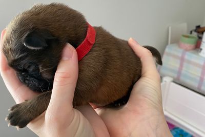 Red Collar Red Boy