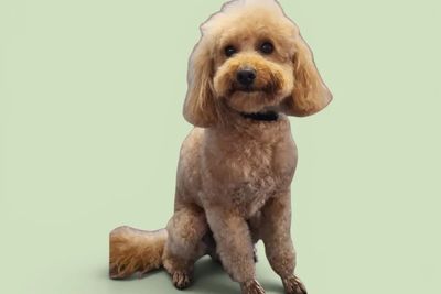 Arlo