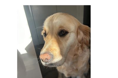 Dolly 