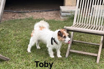 Toby