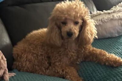 Bo