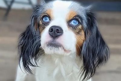 Sophie