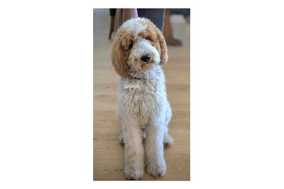 Mr Harvey Templeton