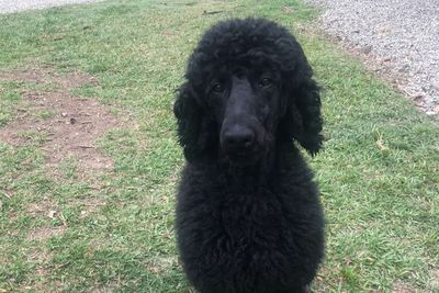 Prince