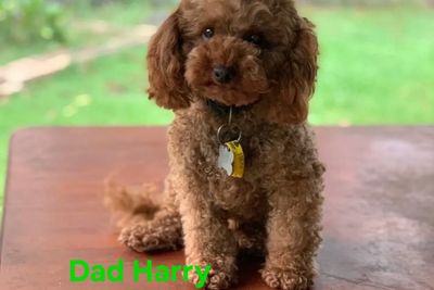 Harry
