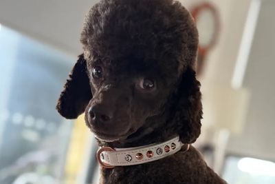 Darcy ( champion bloodlines)