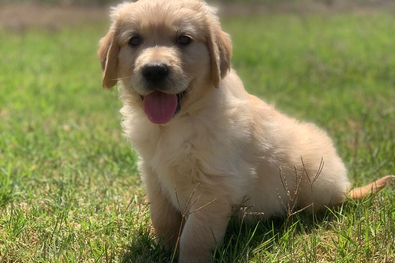 SteelersNationUnite on X: “Our 3 golden retrievers have their