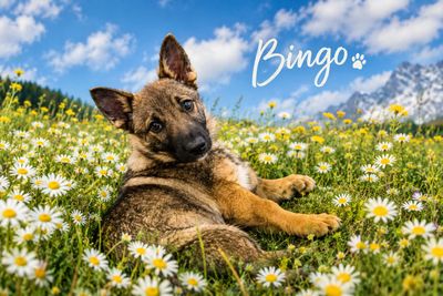 Bingo