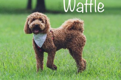 Waffle