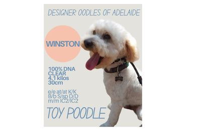 WINSTON