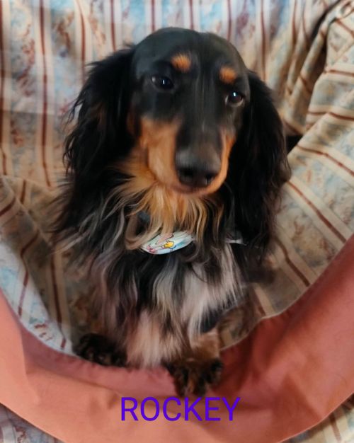 Rockey