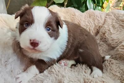 Cosmo • Roxy2 • Chocolate & White • $3000