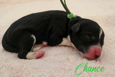 Chance