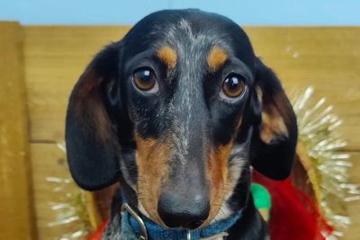 Penny