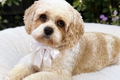Lollie (Therapy Dog)