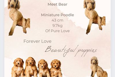 Bear