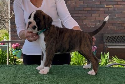 J4 Brindle & White Female 