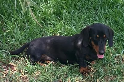 Rex