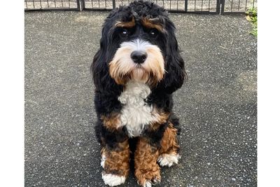 Franklin