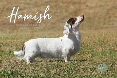 Hamish 